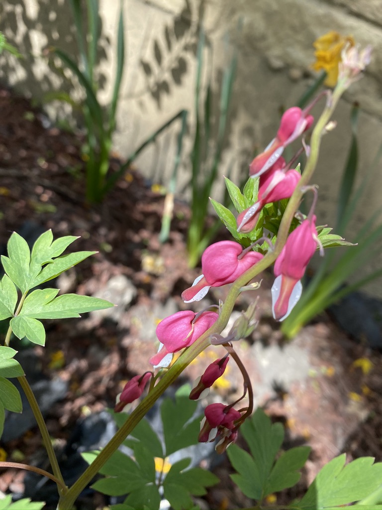 Bleeding Heart