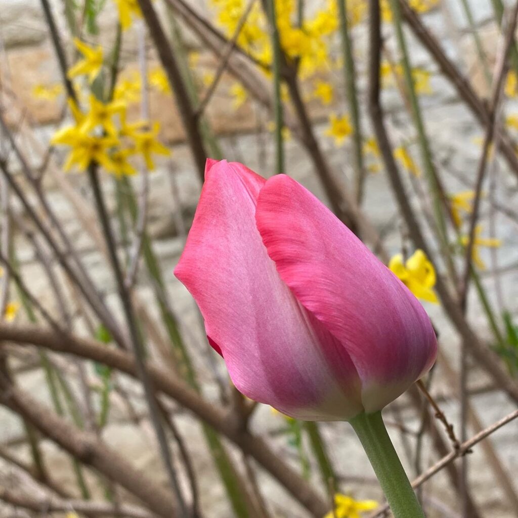 Friday Flowers Tulip