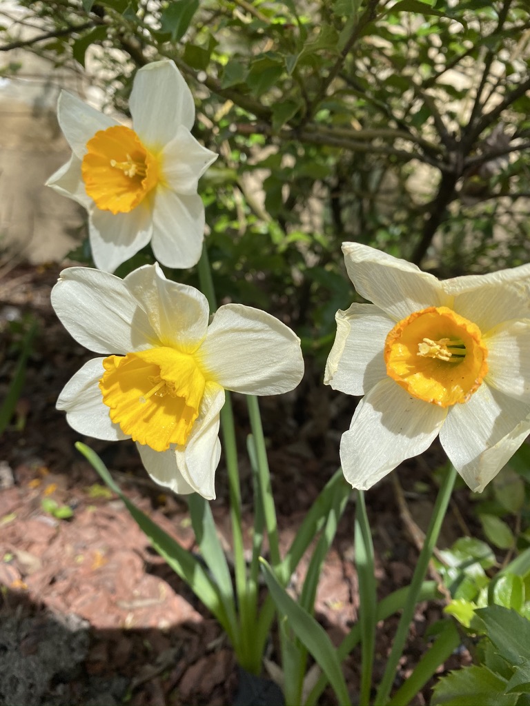 daffodils