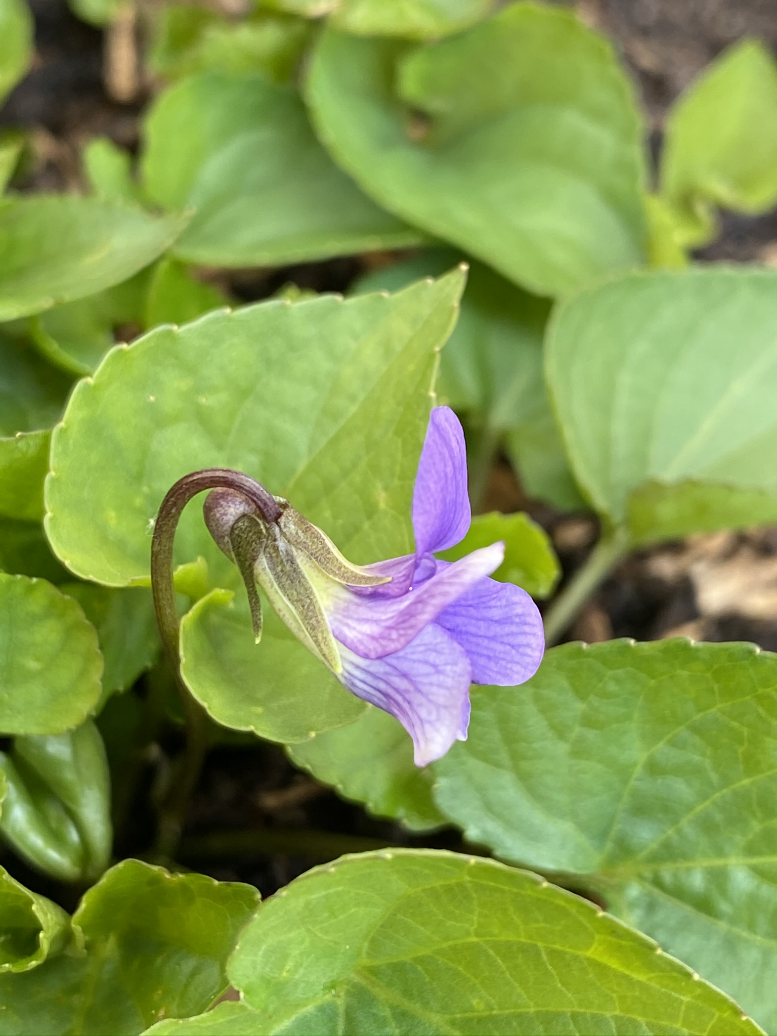 Violet in Bloom