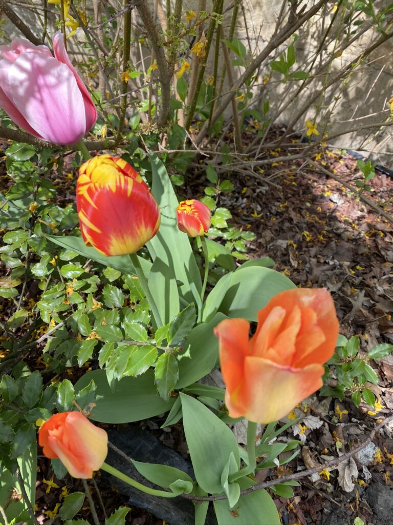 tulips