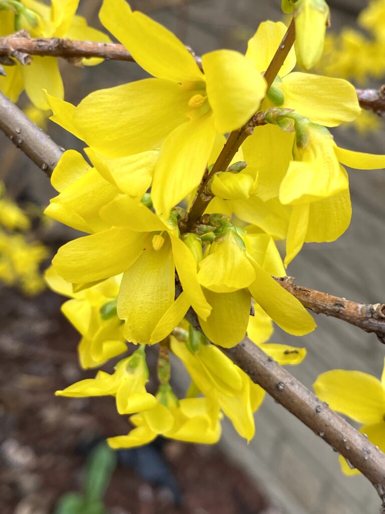 Friday Flowers Forsythia