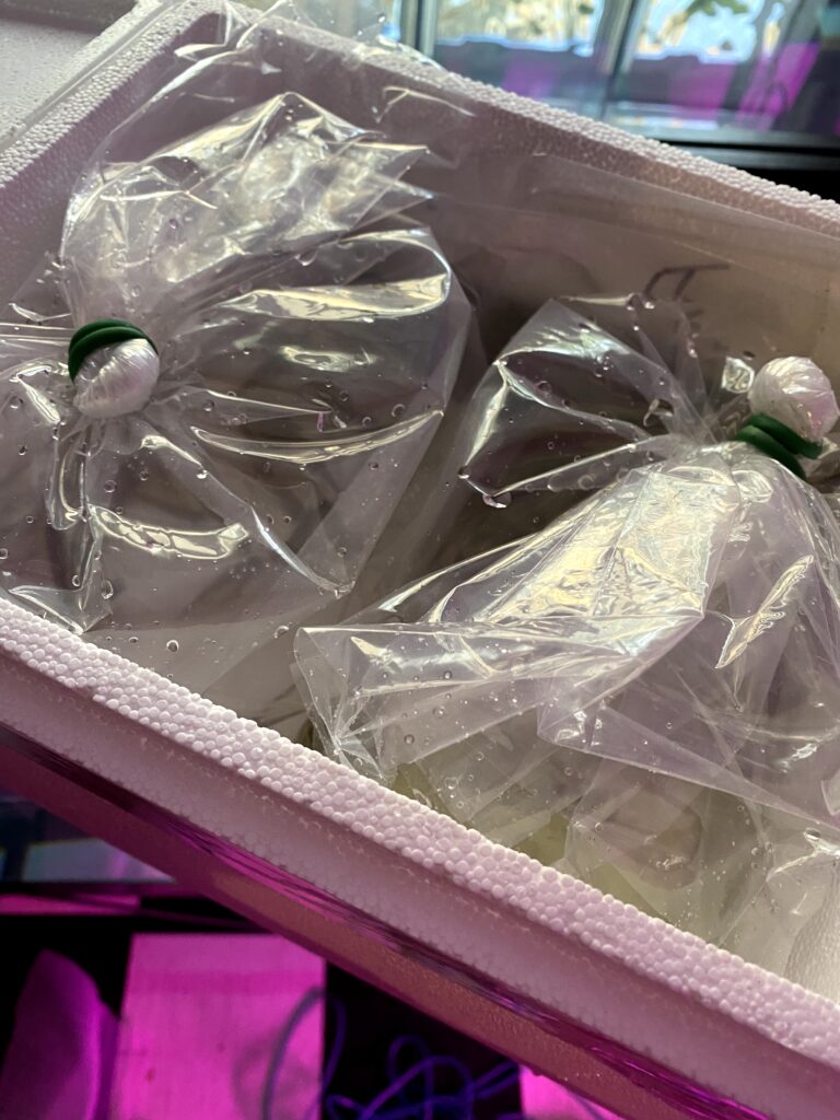 Fingerlings in bags in cooler