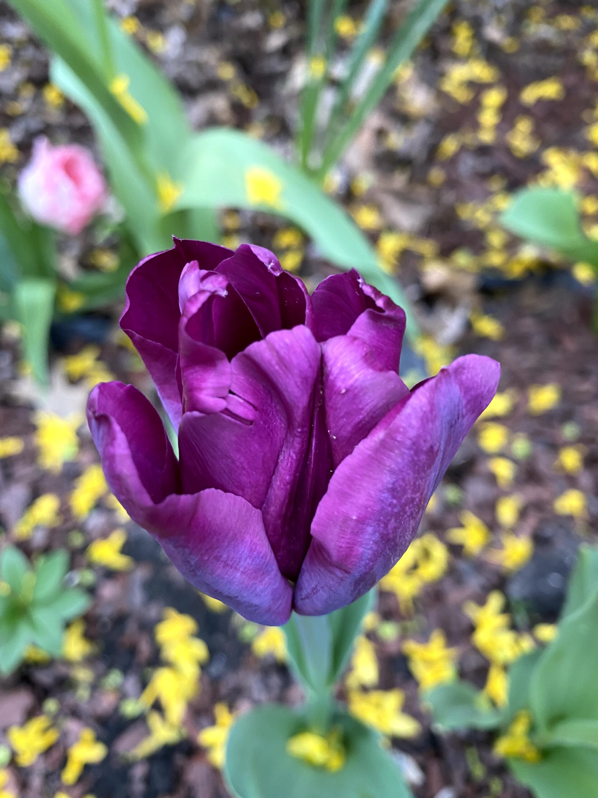 Purple Tulip in bloom for Friday Flowers