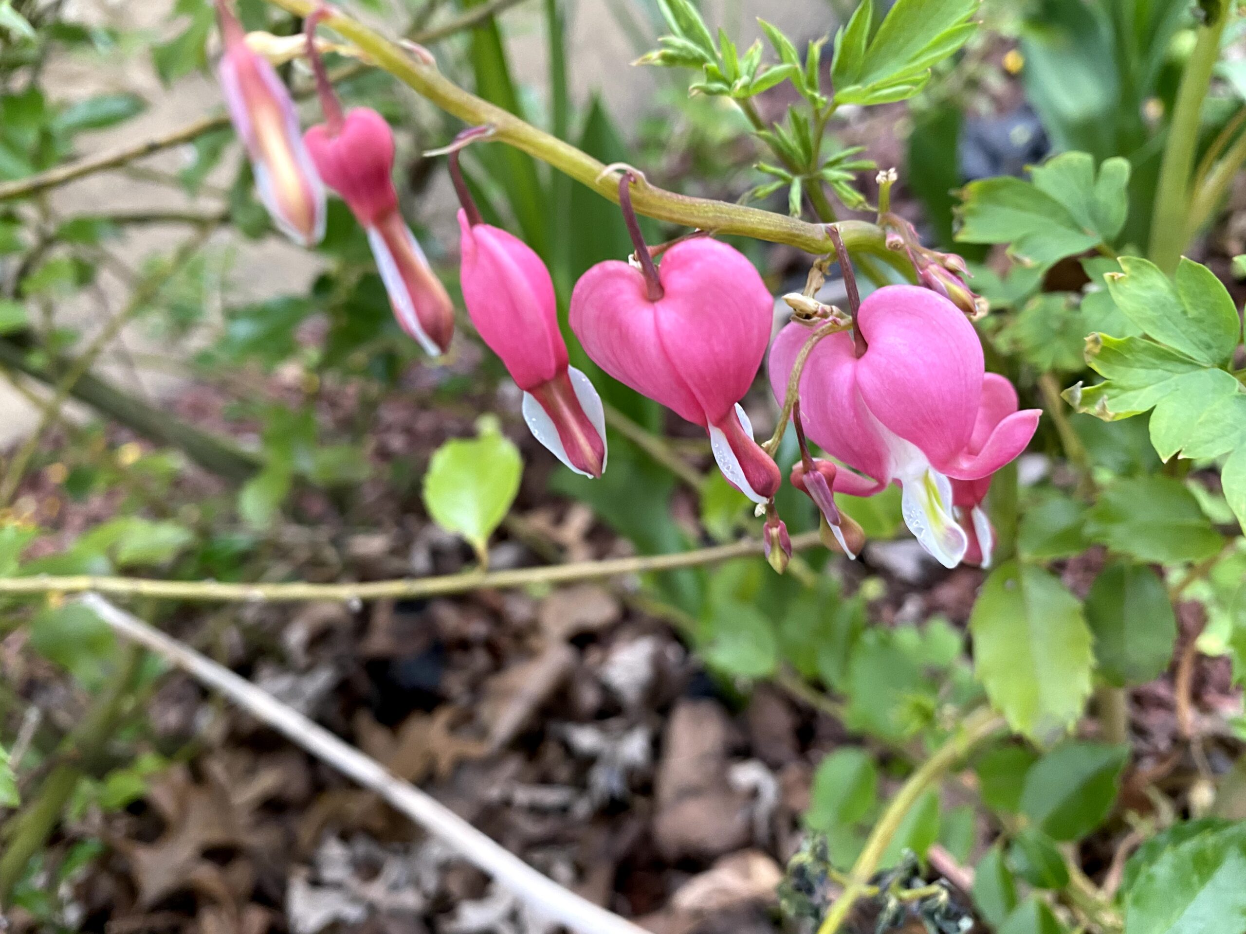 bleeding heart flowers