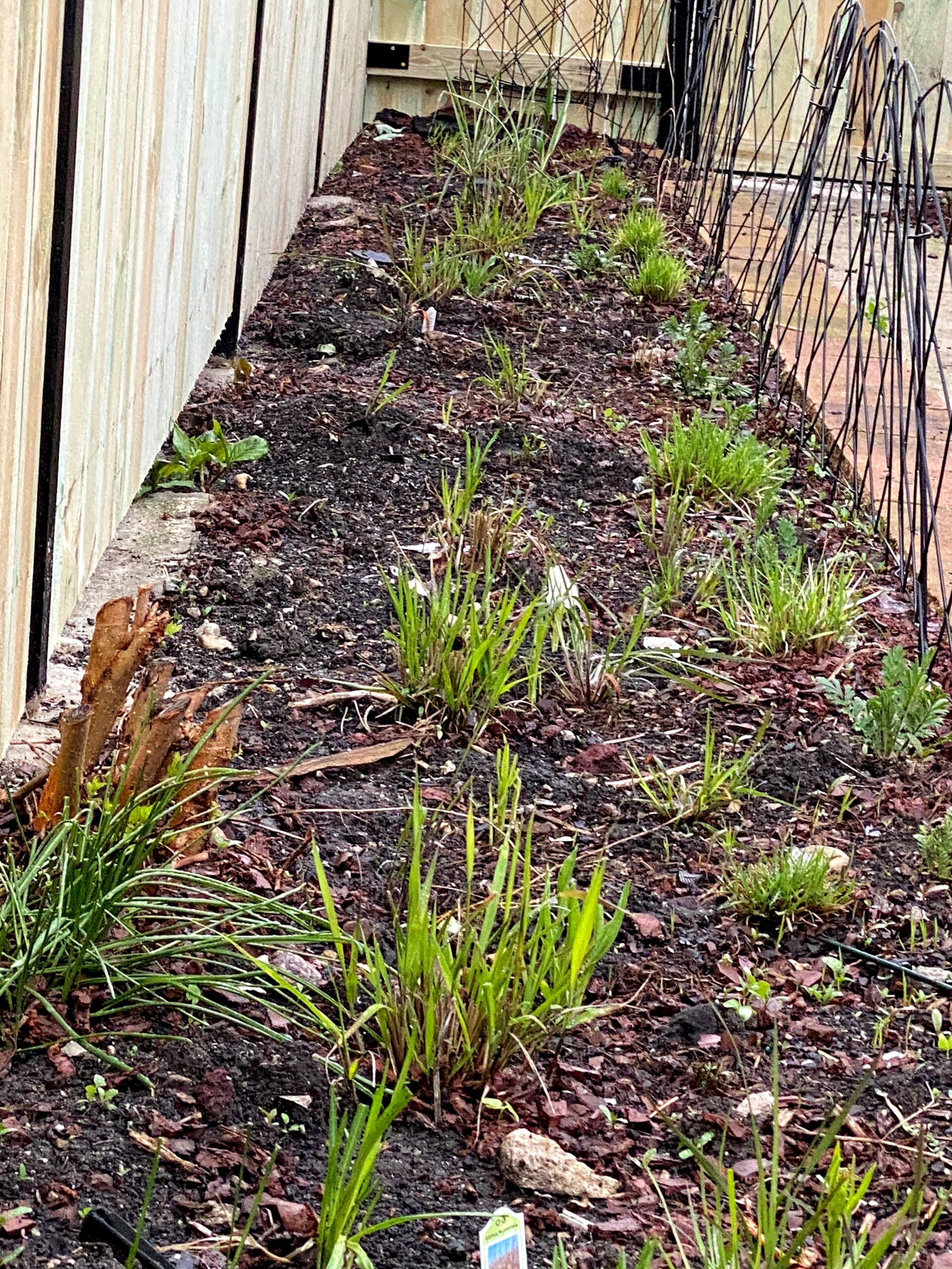 Prairie Plants Growing