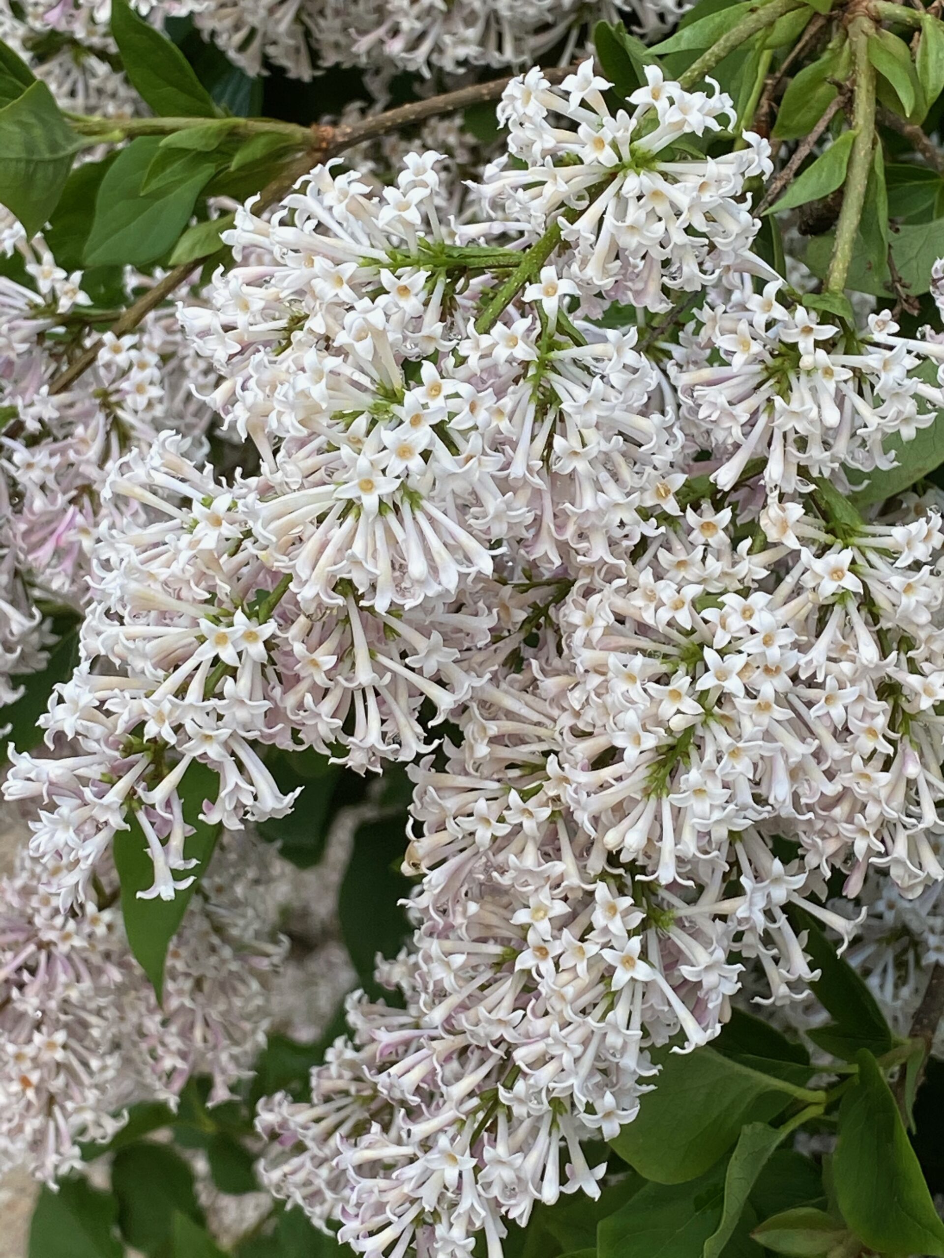 Lilacs of Peace