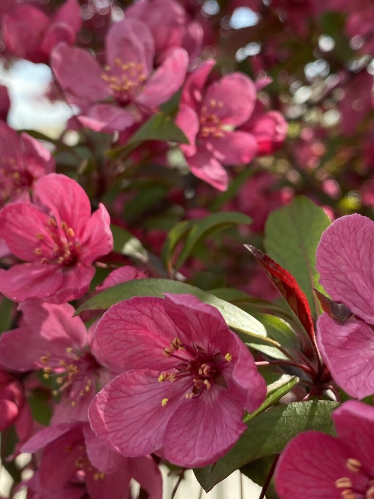 Flowering Crabaple