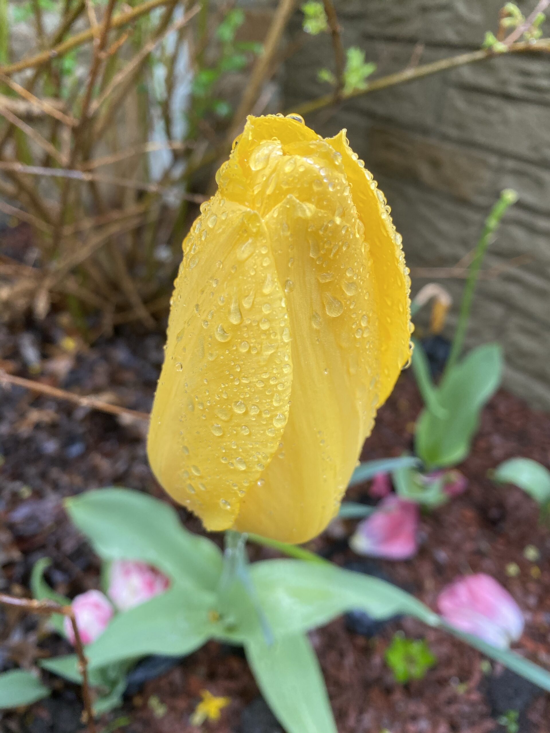 Yellow Tulip in Rain