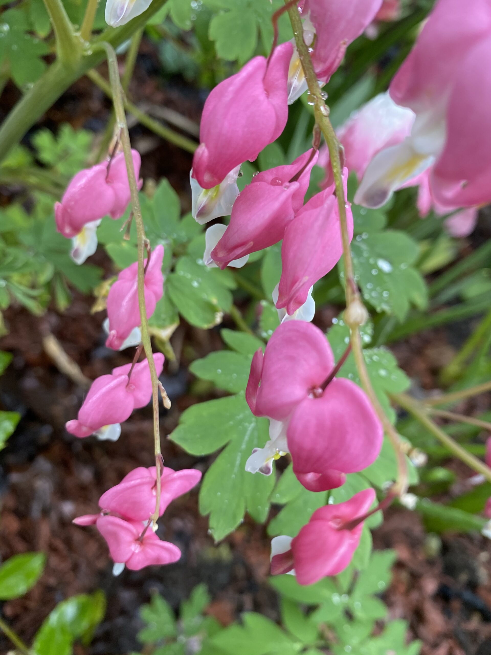 Pink Bleeding Heart